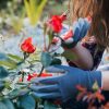 Créer un jardin de fleurs sauvages pour encourager la vie indigène