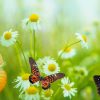 Jardin de papillons : invitez ces merveilleuses créatures dans votre espace